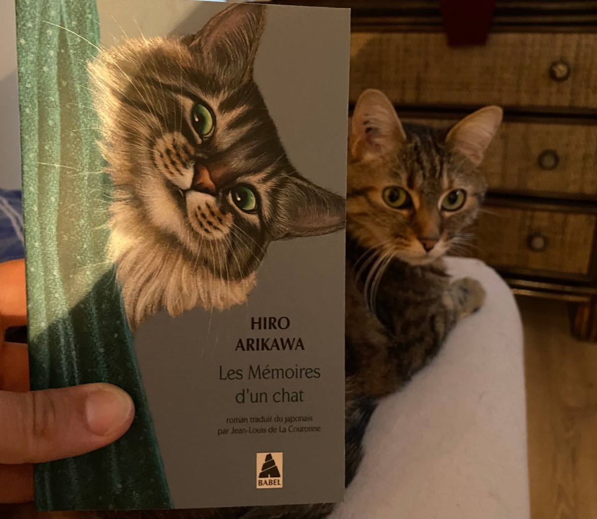 Les mémoires d'un chat » d'Hiro Arikawa (Editions Actes Sud